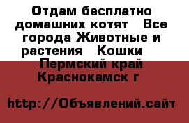 Отдам бесплатно домашних котят - Все города Животные и растения » Кошки   . Пермский край,Краснокамск г.